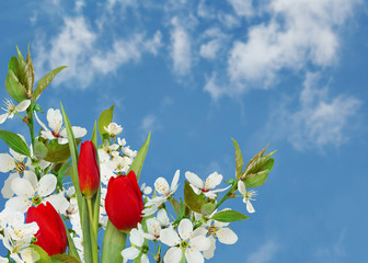 Blue sky background with blossoming white cherries and red tulips