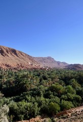 Fototapeta na wymiar Green gorge with palm trees and town in background, surrounded by desert, Morocco, Africa