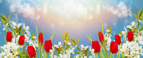 Blue sky background with blossoming white cherries and red tulips