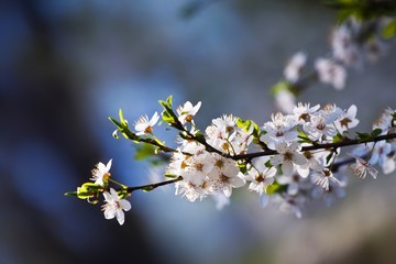 rich bloom of fresh white inflorescence of sour cherry shine in bright warm sun rays, direct April spring sunshine in a farm garden, blurred colorful background, beauty of nature