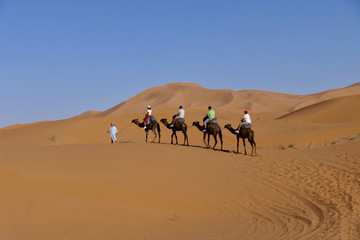 Caravan with camels on sand dune before desert landscape in Sahara during midday sun, Morocco, Africa