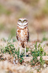 Burrowing Owl Athene cunicularia