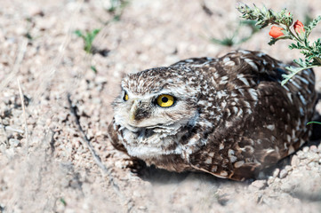 Burrowing Owl Athene cunicularia Close Up