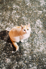 Homeless cat on the street with sad eyes, hungry street animals