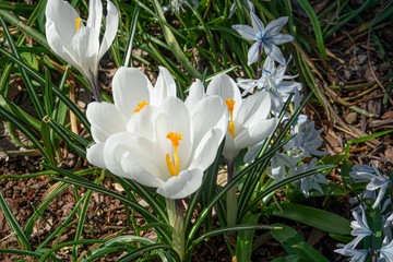 White Spring Crocus, close up view.