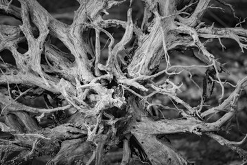 Roots
