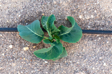 Closer look at a newly sprouted young cabbage growing healthily on rough ground
