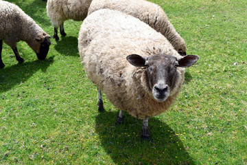 Sheep standing guard while others it