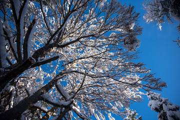 Leutasch, verschneite Äste