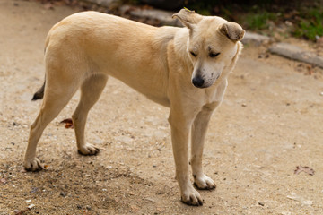 White bitch, carefully studying potential breadwinners. The hungry life of a stray dog. Contact of the animal world with the human world.