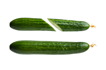 two fresh green cucumbers. one cucumber is cut, the second is not cut. isolated on white background