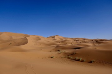 Fototapeta na wymiar Camels grazing between sand dunes before desert landscape in Sahara during midday sun, Morocco, Africa