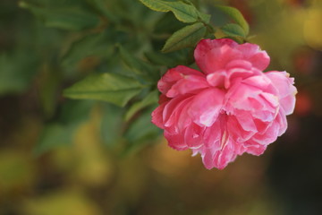 blooming pink peony, gardening concept