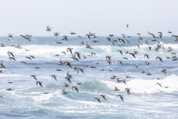 Fototapeta premium Thousands of birds flying at high speed in front of the sea at the Chilean coastline. An amazing flock of birds making a wild life pattern cut out over the water and the beach making an idyllic scene 