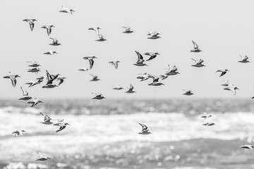Thousands of birds flying at high speed in front of the sea at the Chilean coastline. An amazing flock of birds making a wild life pattern cut out over the water and the beach making an idyllic scene
