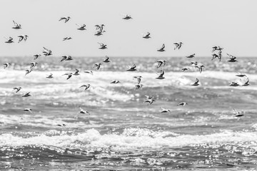 Thousands of birds flying at high speed in front of the sea at the Chilean coastline. An amazing flock of birds making a wild life pattern cut out over the water and the beach making an idyllic scene
