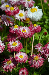Fototapeta premium Daisies beautiful flowers in the garden