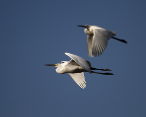 Fototapeta na wymiar Two Egrets in flight