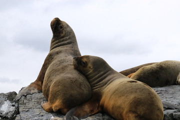 Love Of Sea Lion II © Jesus Margain
