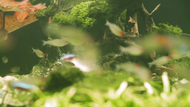 Colorful aquarium fish swimming in a freshwater fish tank. Neon tetra fish, Paracheirodon innesi. Pisces swim in the aquarium. A pond with a closeup of marine fish with blue backlight.