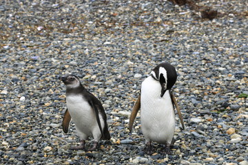 Naklejka premium A look to penguin II