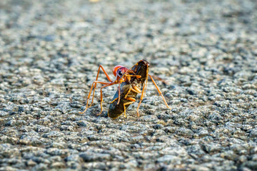 red bulldog ant, australia