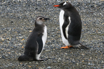 A look to penguin III