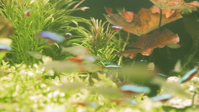 Colorful aquarium fish swimming in a freshwater fish tank. Neon tetra fish, Paracheirodon innesi. Pisces swim in the aquarium. A pond with a closeup of marine fish with blue backlight.