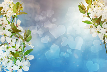 Obraz na płótnie Canvas Spring background blossoming cherry and blue sky wich heart bokeh
