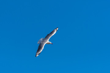 Single seagull flying on a blue sky background