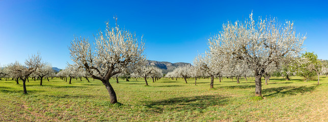 almond trees