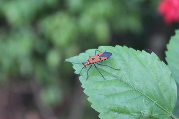 Red bugs in the green leaf Indonesia