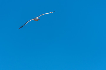 Single seagull flying on a blue sky background