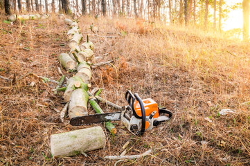 Felled pine tree in the forest with a chainsaw after work