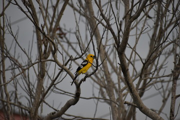 El Pajaro amarillo