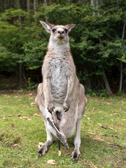 Lazy kangaroo, Australia