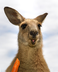 Hungry kangaroo , Australia