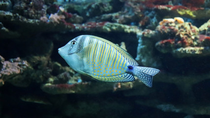 Obraz premium Red Sea sailfin tang 2