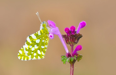 Closeup beautiful butterfly in a summer garden