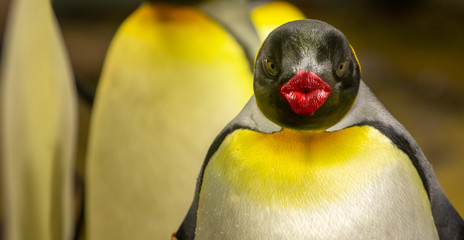 pinguin looking into camera