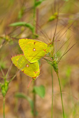 Closeup beautiful butterfly in a summer garden