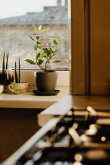 plants on the kitchen 