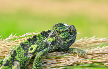 Macro shots, Beautiful nature scene green chameleon 