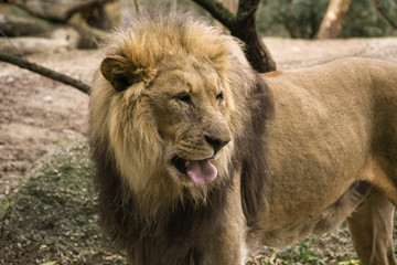 lion in a zoo resting and playing