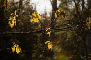 backlit Leaves on branch