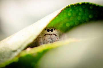 jumping spider close up macro portrait