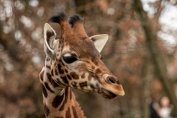 portrait of a giraffe head with big years
