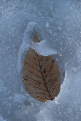 Leaf in Ice