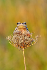 Beautiful Europaean Tree frog Hyla arborea 