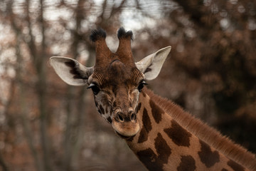 Naklejka premium portrait of a giraffe head with big years